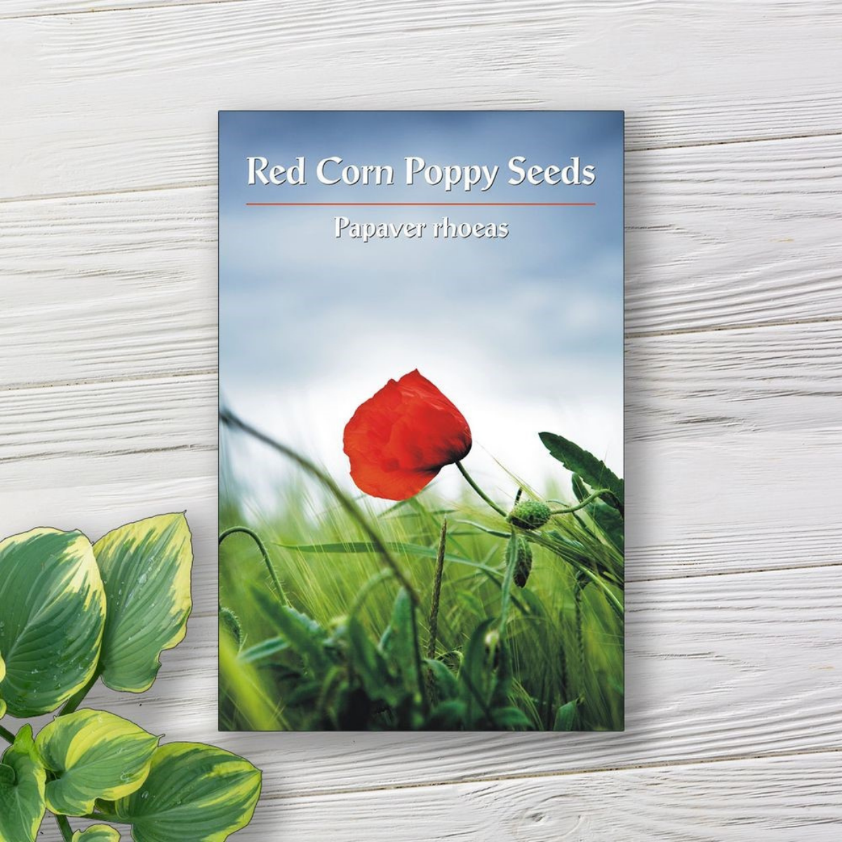 The Ultimate Guide to Seed Packet Labels: Templates, Printables, and Customization